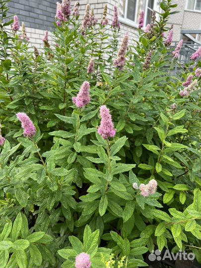 Декоративные кустарники