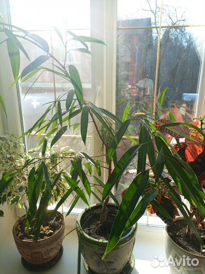 Фикус али (Биннендийка)