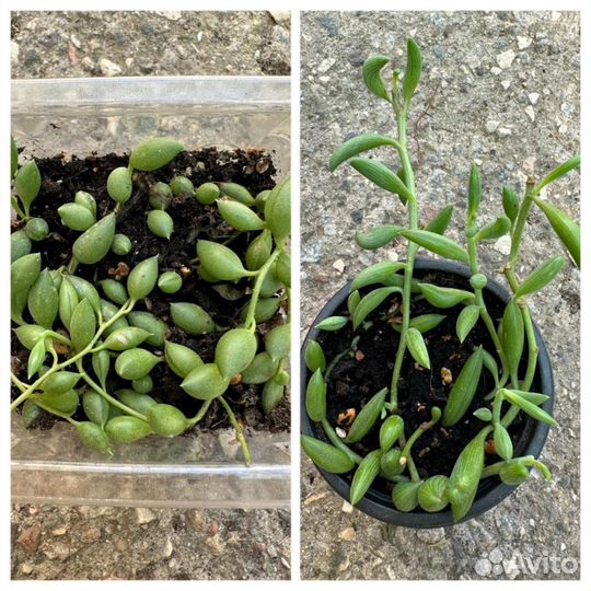 Крестовник