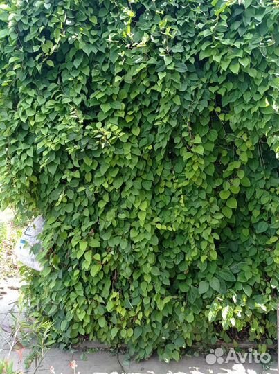 Лимонник китайский (саженцы)