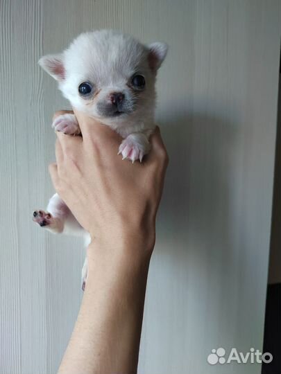 Чихуахуа микро девочка и мини мальчик