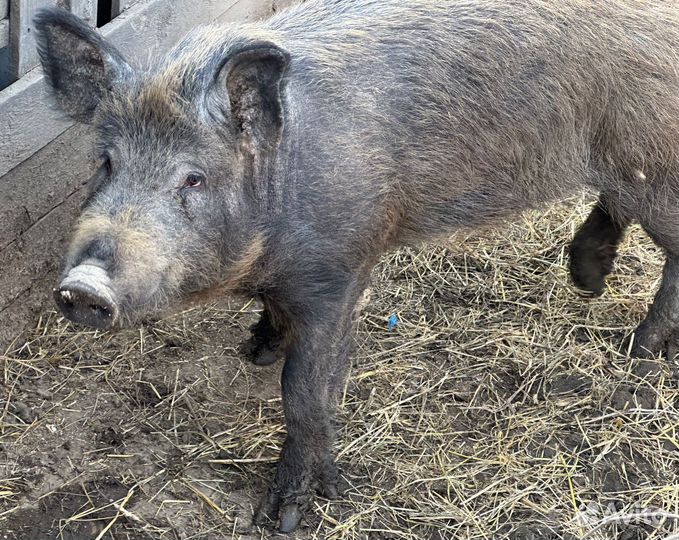 Дикие кабанята