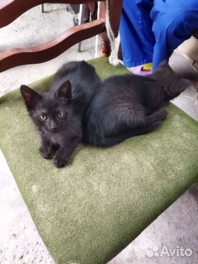 Кошка в дар