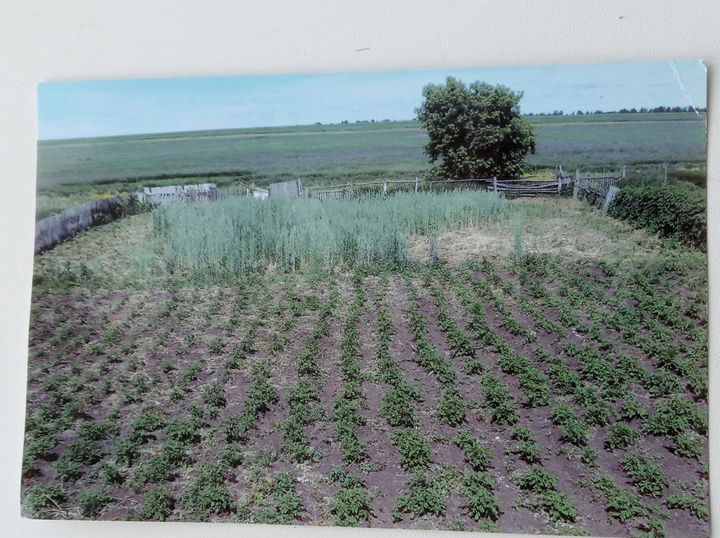 Участок 12 сот. (ИЖС)