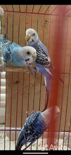 Волнистый попугай