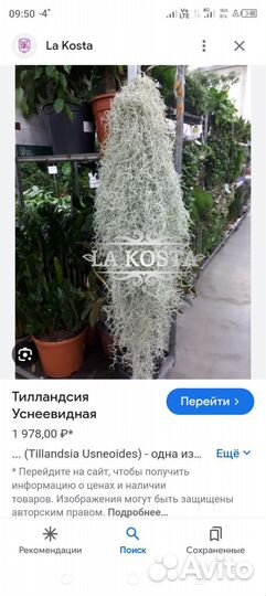Талландсия уснеевидная