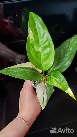 Антуриум вариегатный