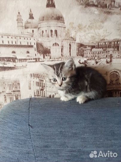 Котята