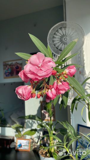 Олеандр розовый