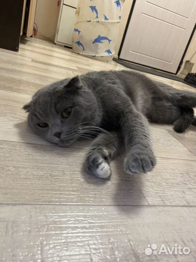 Британская вислоухая кошка