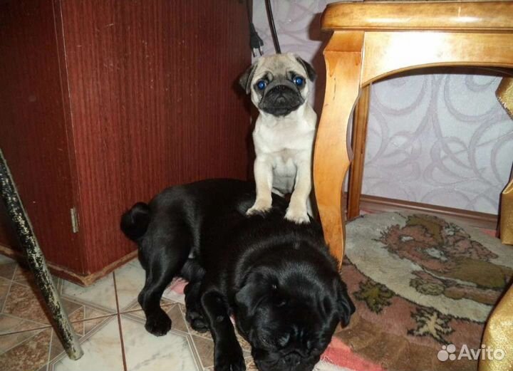 Щенки мопса