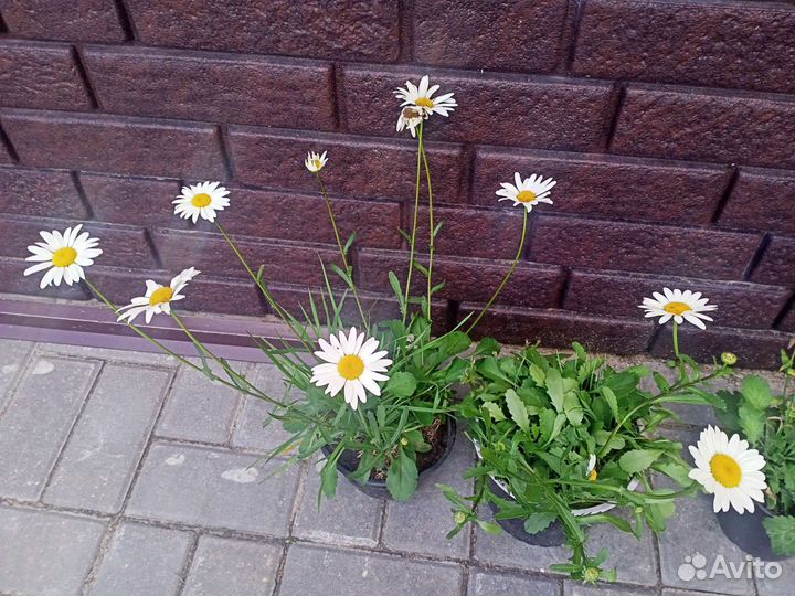 Рассада ромашка садовая