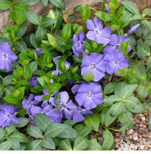 Барвинок почвопокровный