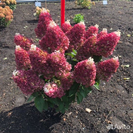 Гортензия метельчатая