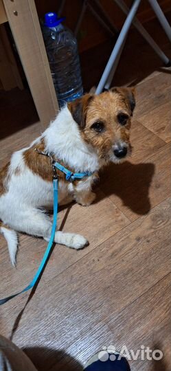 Красотка миринда