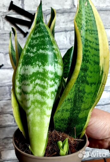 Сансевиерия Футура Суперба