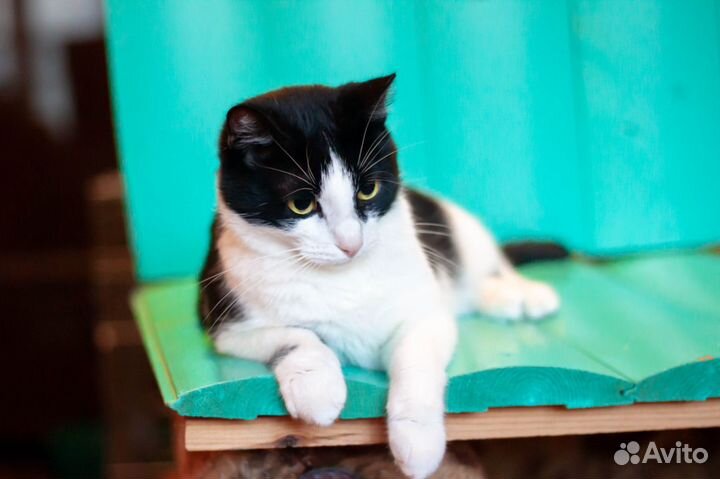 Кот Гектор, 4 года