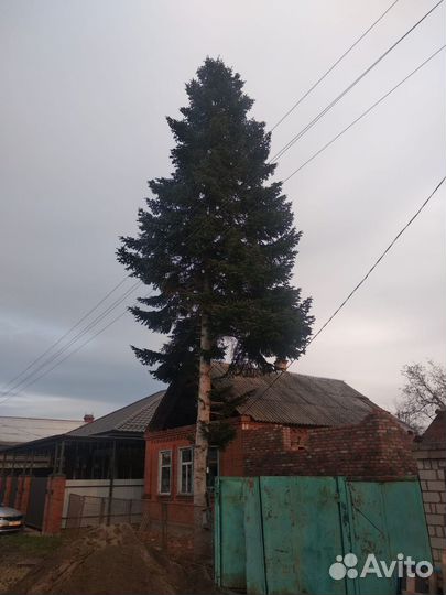 Ель живая