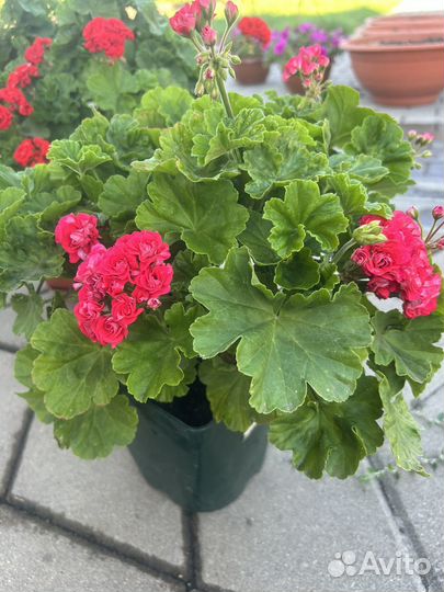 Пеларгония