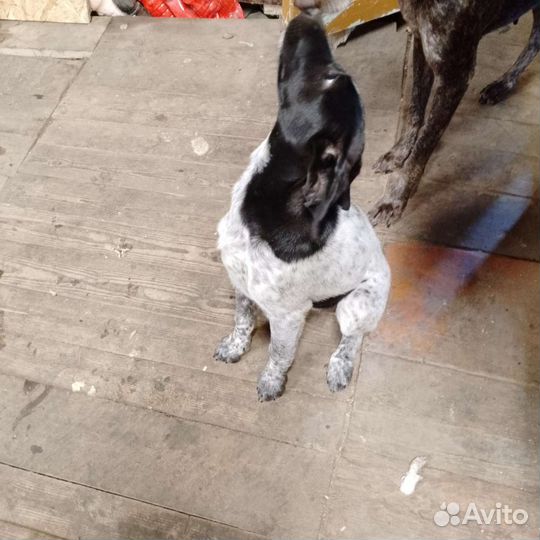 Щенки курцхаара