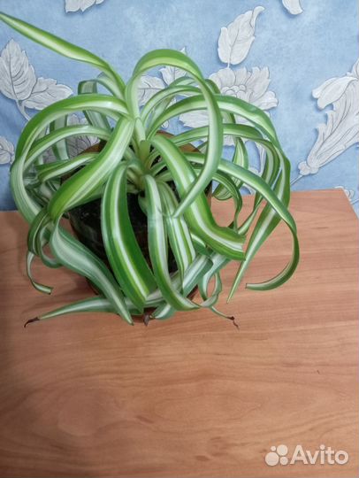 Хлорофитум