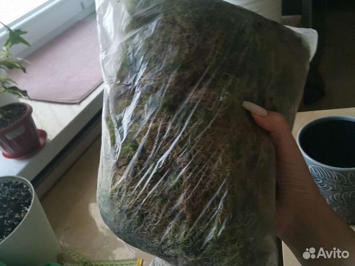 Кашпо для цветов, опора, мох сфагнум