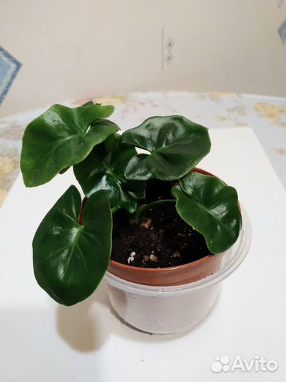 Филодендроны