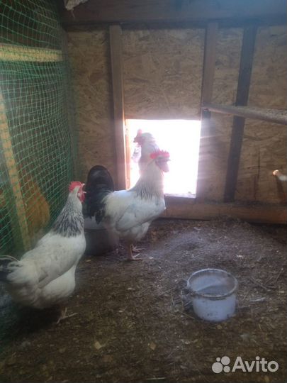 Инкубационное яйцо