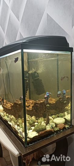 Аквариум