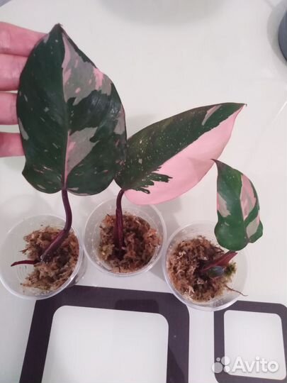 Филандендрон розовая принцесса
