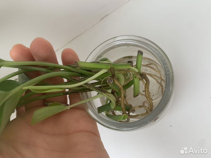 Эпипремнум