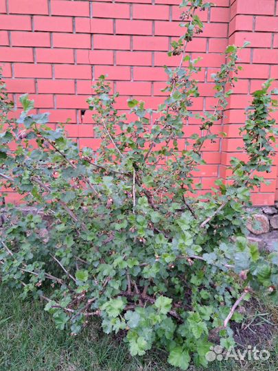 Иошта-ягодный кустарник