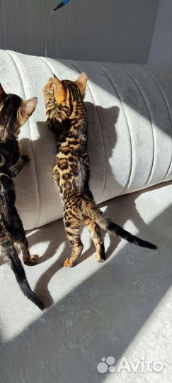 Бенгальские котята