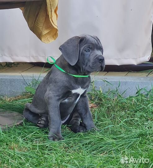 Щенки кане Корсо