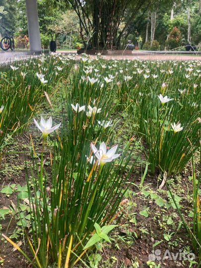 Первоцветы микс садовые