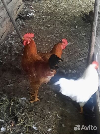 Петухи маран черно медный