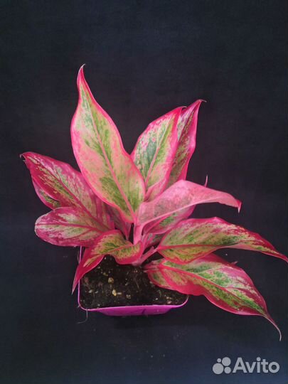 Аглаонема Крит флейм высота растений 15-25