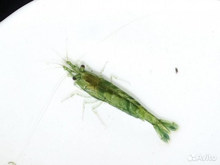 Креветки, улитки и растения