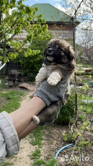 Щенки в добрые руки даром
