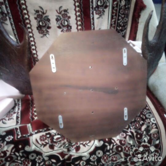 Продам рога лося очень красивые