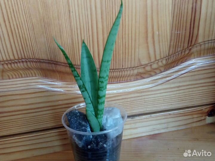 Сансевиерия