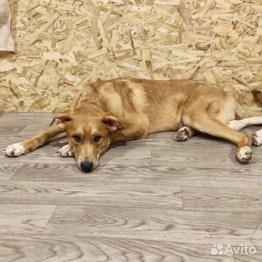 Собака в дар в добрые руки