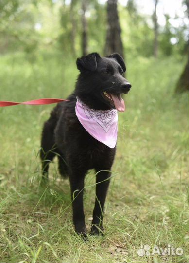 Собака в добрые руки отдам бесплатно