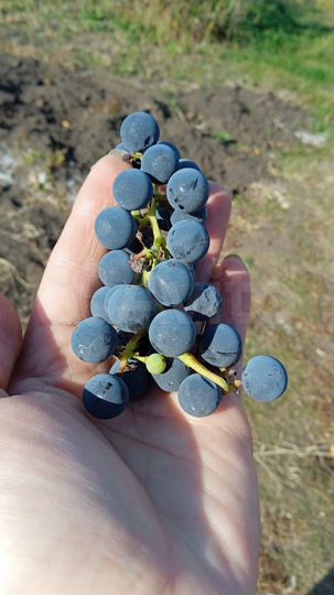 Участок 5 сот. (СНТ, ДНП)