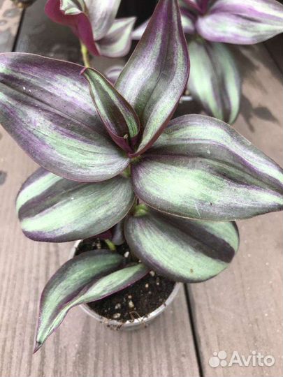 Традесканция Зебрина