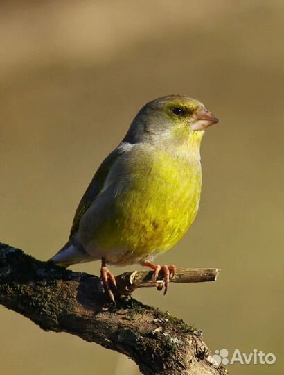 Певчие птицы