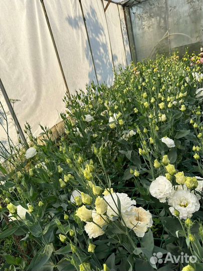 Цветы эустома