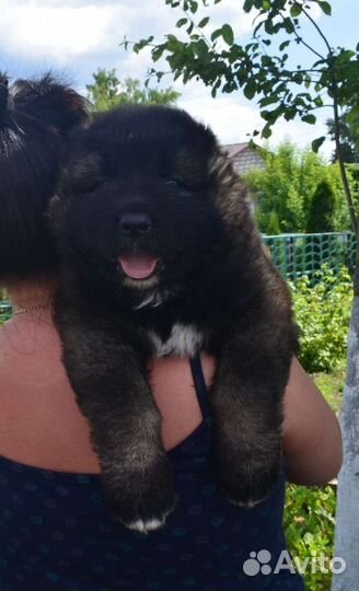 Вязка кавказская овчарка