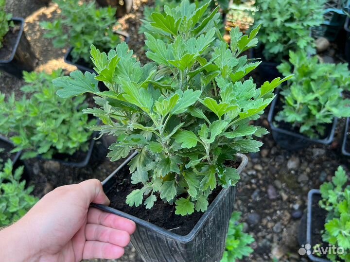 Хризантема корейская