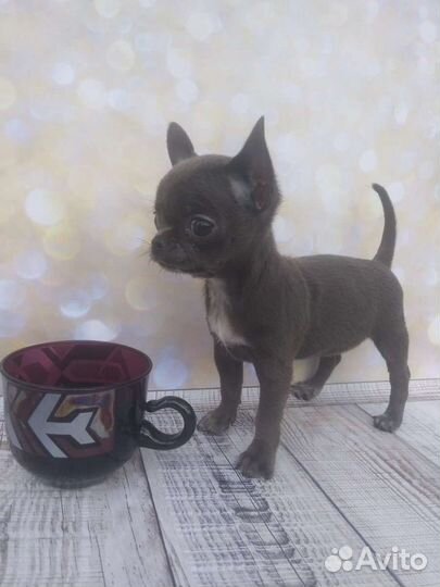 Щенки чихуахуа большой выбор окрасов